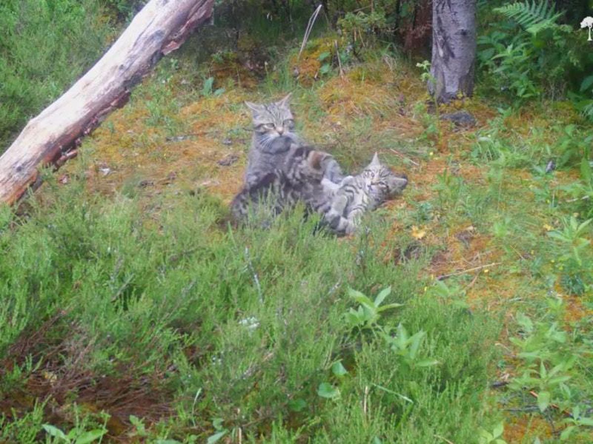 Rare wildcats born at wildlife park | Shropshire Star