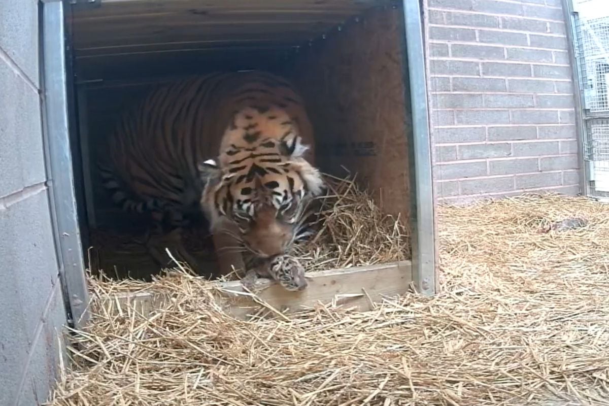 WATCH: Birth of critically endangered tiger cub is first in safari park ...