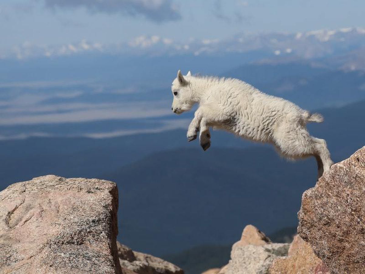 mountain goat webkinz