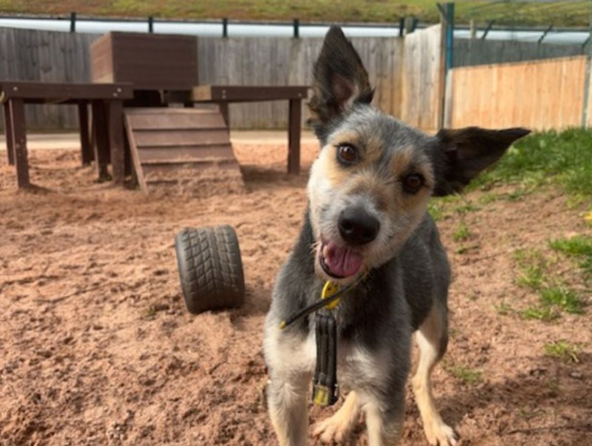 Former stray dog with ears to rival the Easter Bunny hopes to live ‘hoppily ever after’