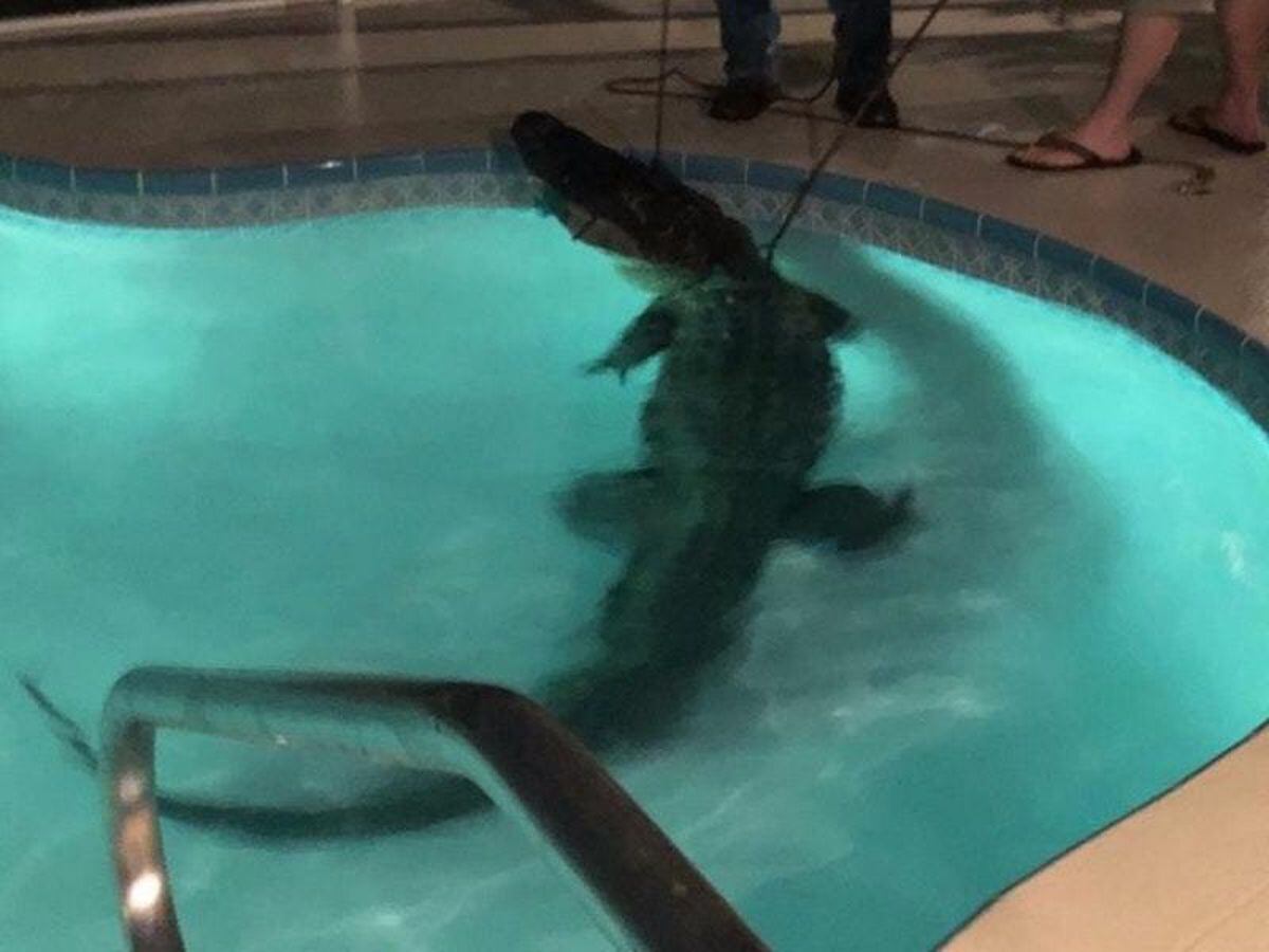 Watch An 11ft Alligator Being Wrestled From A Swimming Pool Inside A