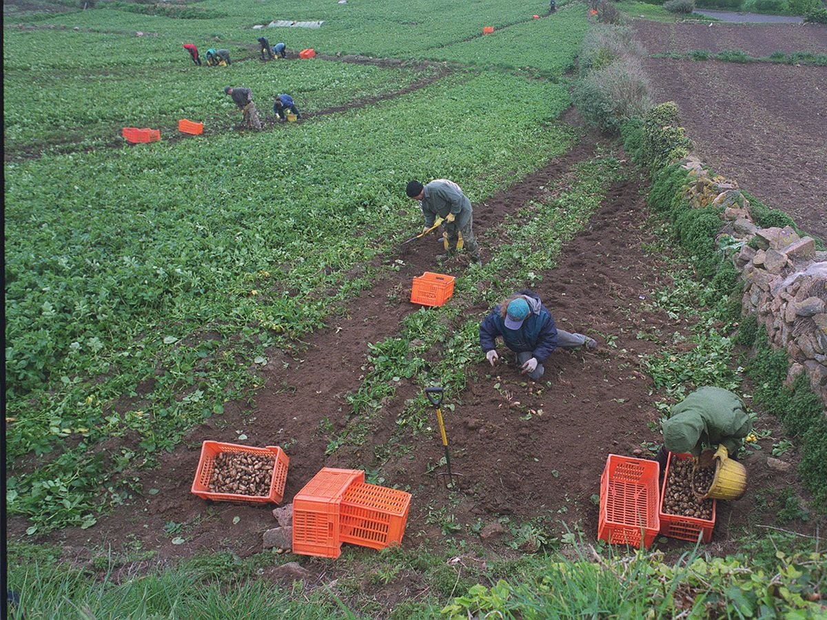 Jersey Royal potato crop could be hit by shortage of EU workers, Jersey