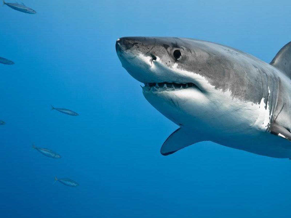 This is what the inside of a great white shark’s mouth looks like when ...