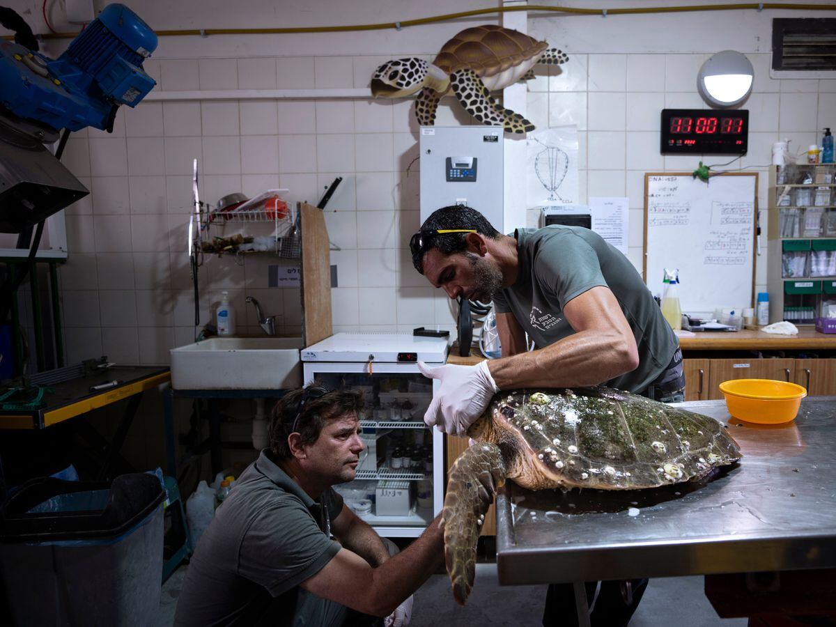 Dr. Yaniv Levy (left) and Guy Ivgy treat an injured turtle at the Turtle Rescue Center