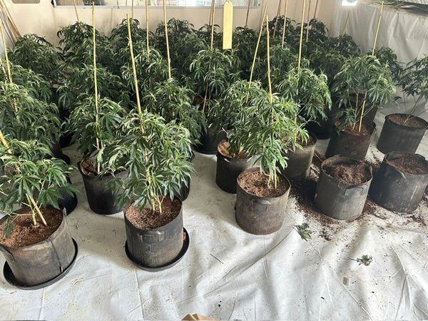 Cannabis Plants Worth Half A Million Pounds Found In Telford Police Raid Shropshire Star 9798