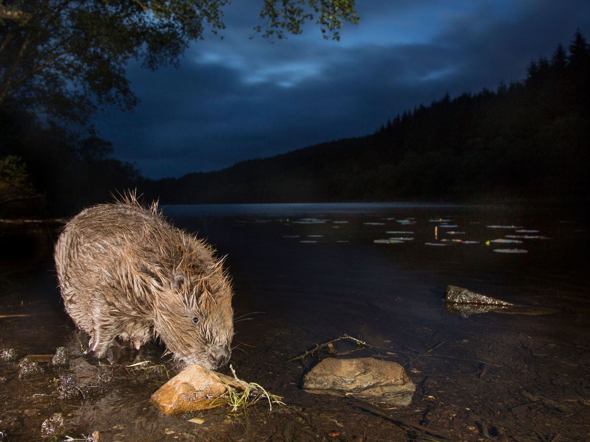 Public bodies on ‘go slow’ on boosting beaver numbers, campaigners argue