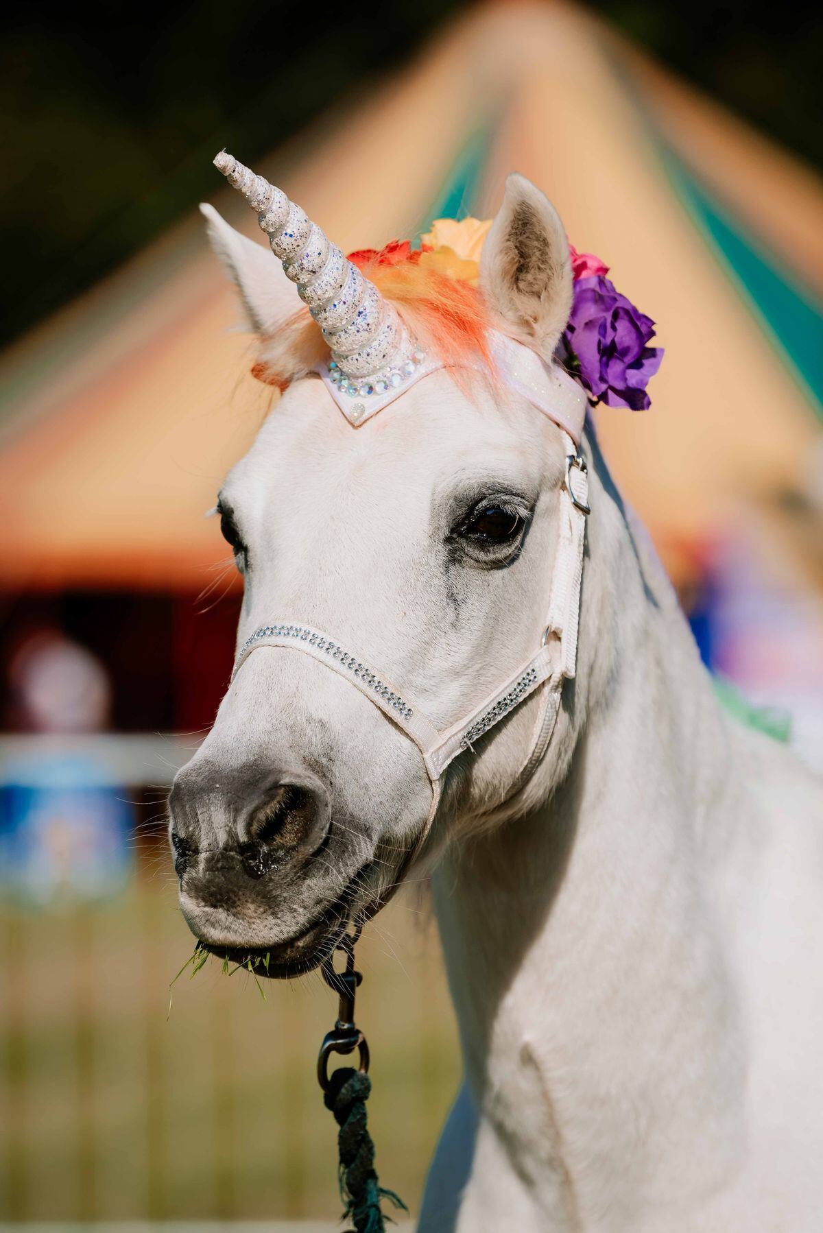 Magical fun at Midland Game Fair - with pictures | Shropshire Star