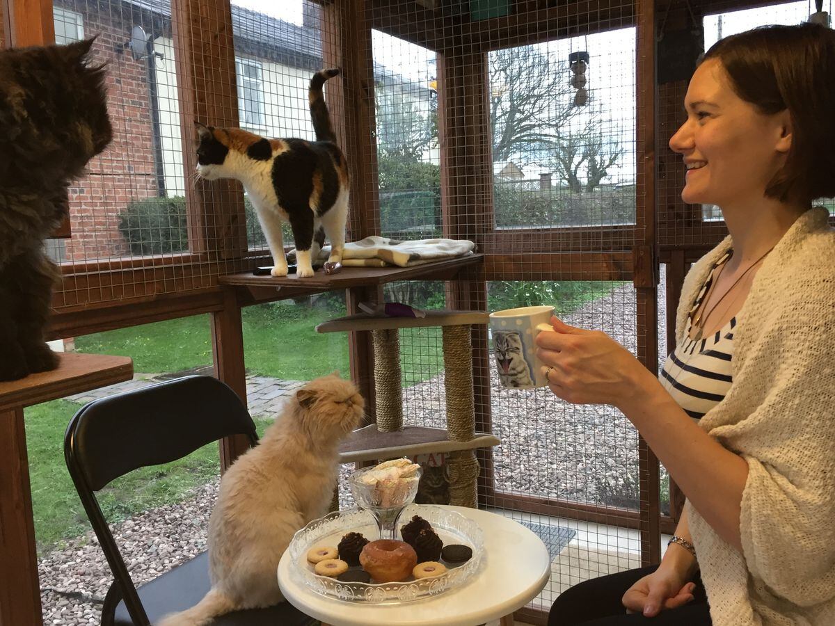 Book In At Shropshire Cat Cafe Shropshire Star