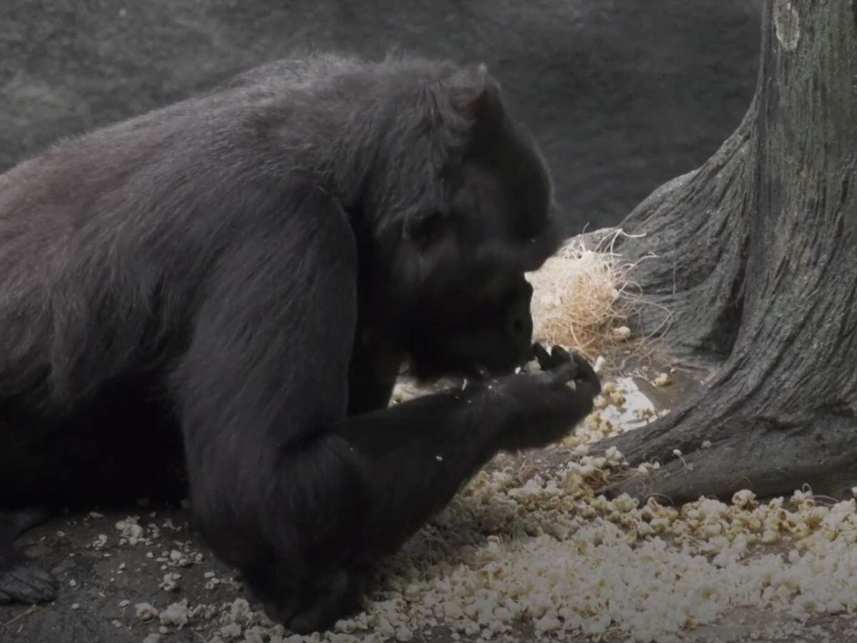 Gorillas enjoy popcorn shower at Chicago zoo | Shropshire Star