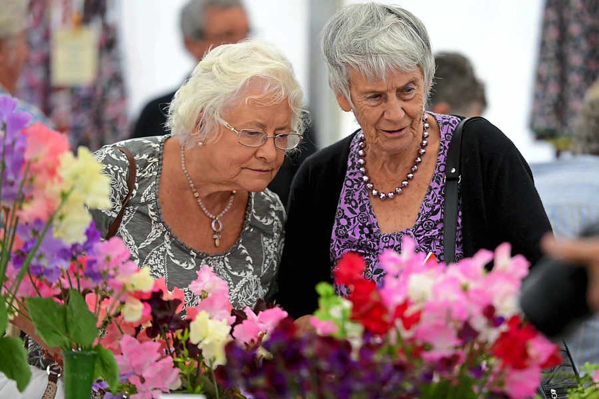 Gardeners flock to 28th Wem Sweet Pea Show from all around the country ...