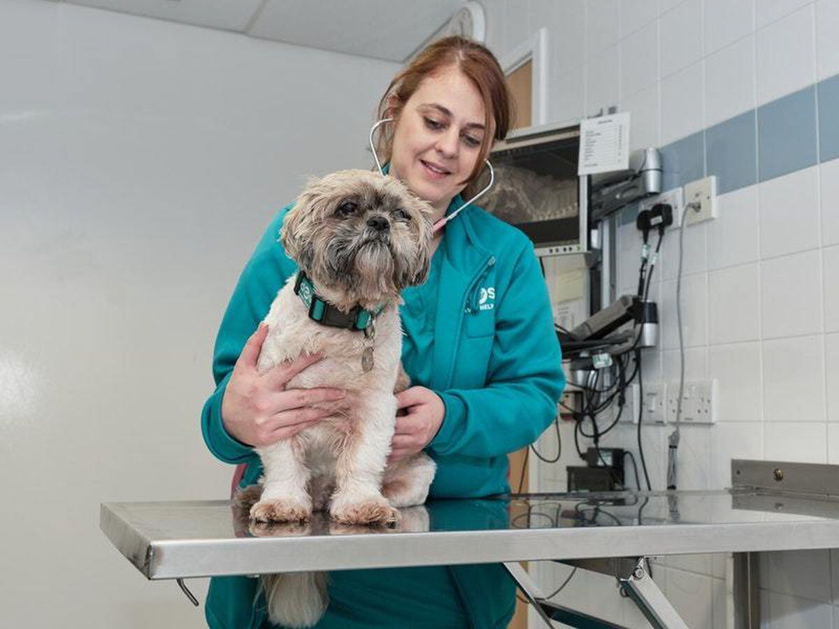 Dog swallowed lamb clearance bone