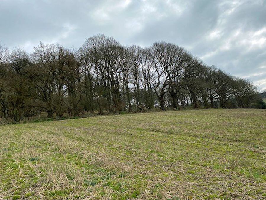 Chance To Buy South Shropshire Woodland And Pasture Field With £30,000 