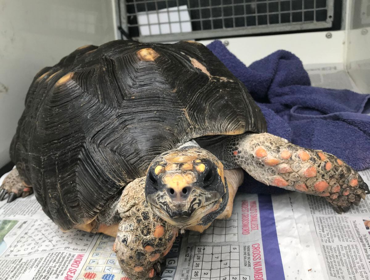 Search for owner of huge stray tortoise found alone in field ...