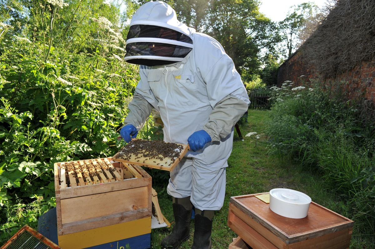 Buzzing with the bees - Taking care of the apiary at a stately home ...