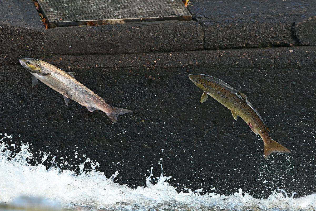 Stunning salmon spectacle as leaping fish return to Shrewsbury weir