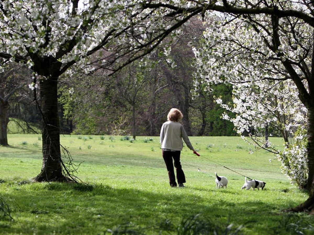 The weather warm in spring. Spring weather. Король Норвегии выгуливает собаку. Warm weather. Life looks better in Spring.