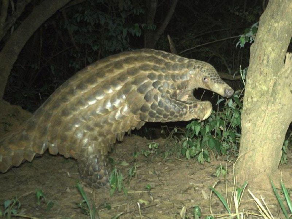 ‘Momentous’ footage of rare giant pangolins captured by Chester Zoo in ...