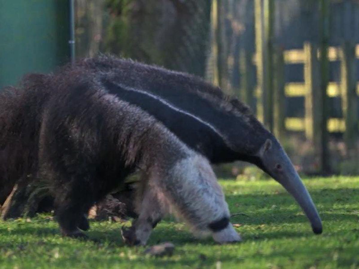 In Video: Rare giant anteater arrives at Chester Zoo | Shropshire Star