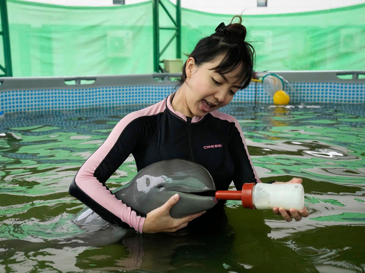 Volunteer Thippunyar Thipjuntar feeds a baby dolphin named Paradon with milk at the Marine and Coastal Resources Research and Development Center in Rayong, eastern Thailand