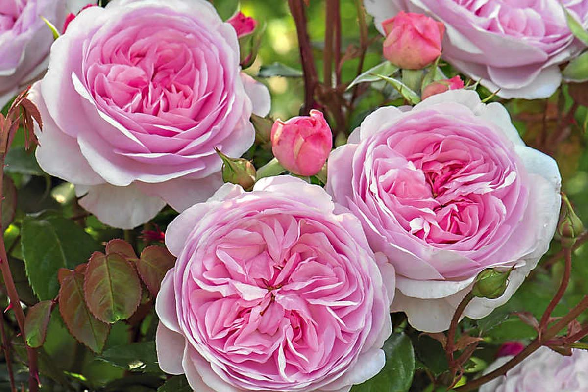 Shropshire firm smells success with new varieties of roses Shropshire