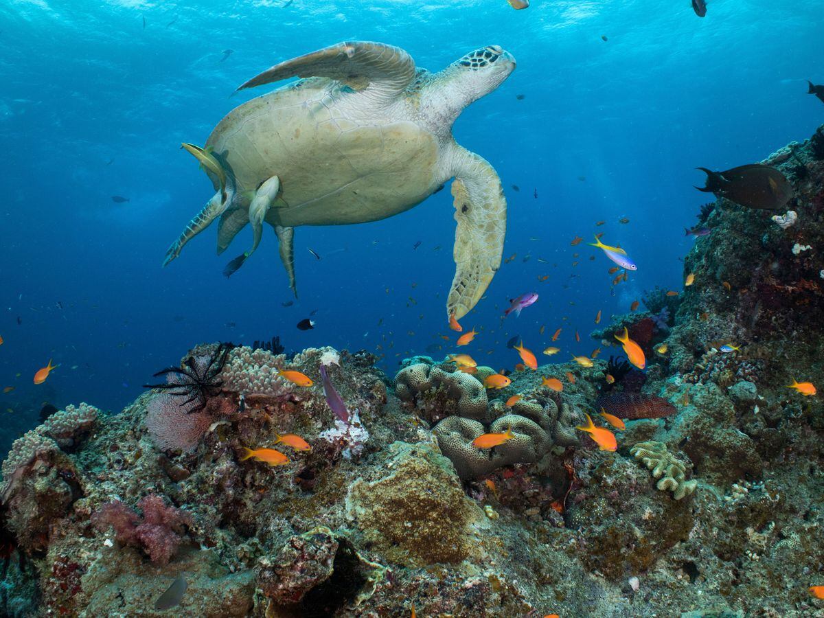 Australia Barrier Reef