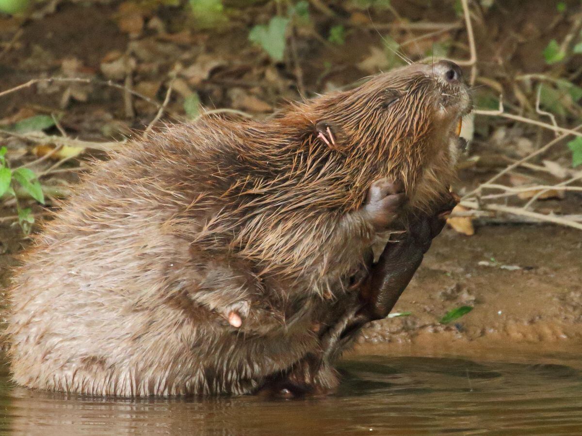 Beavers allowed to stay on River Otter: so what next for the endangered ...