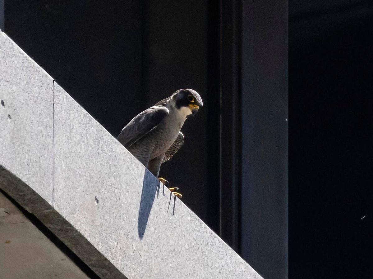 Our office building has a Peregrine Falcon who recently took a