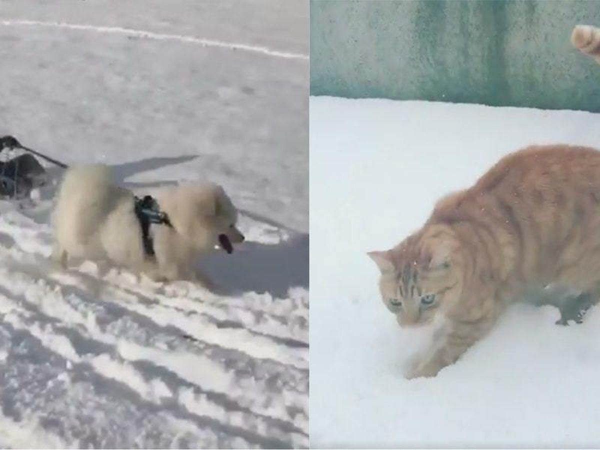 11 adorable videos that show dogs and cats react to snow very ...