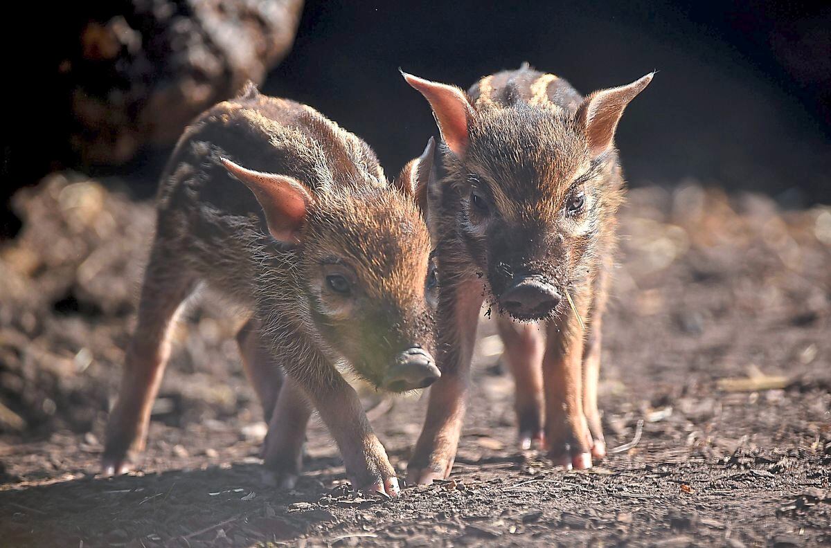 Zoo born. Поросята Честер. Chester Zoo.