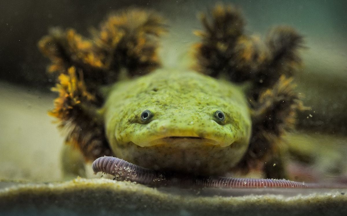 Chester Zoo working with nuns in Mexico to save a rare breed of ...