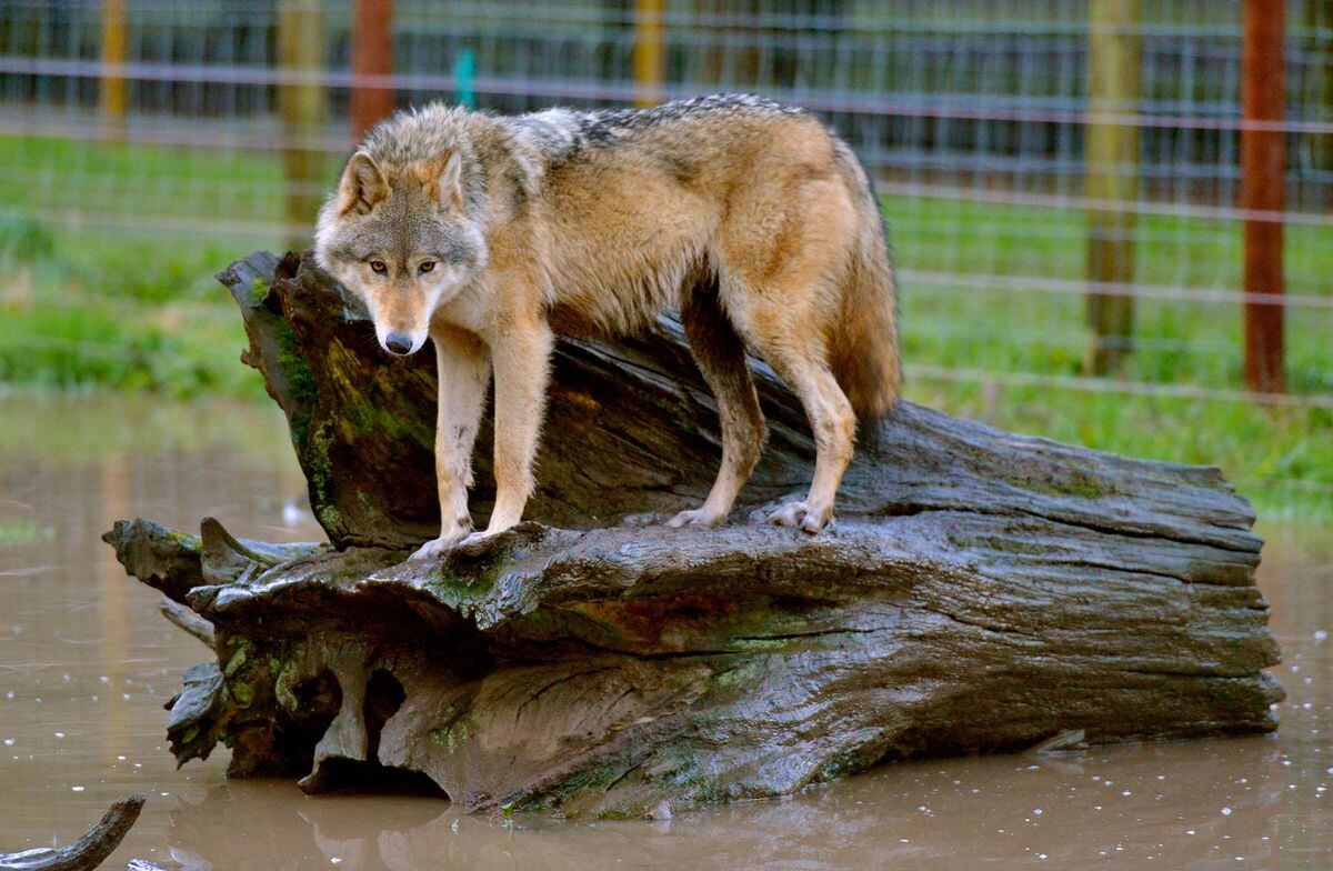 flip a zoo wolf