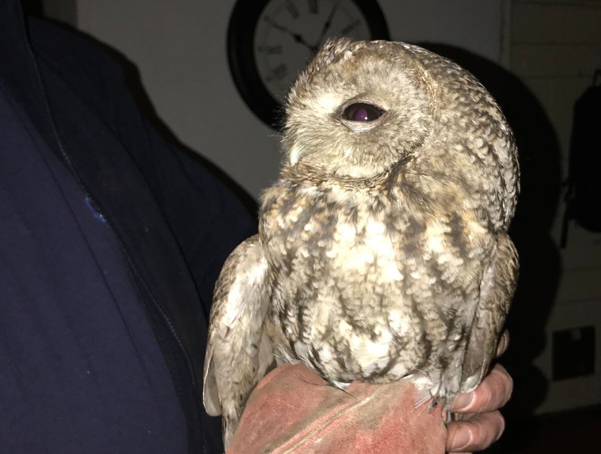 Tawny owl rescued after becoming trapped in wood burner | Shropshire Star