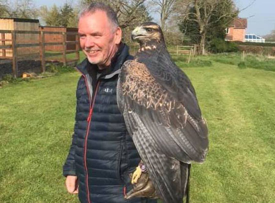 Escaped eagle Paco on the loose in Wem | Shropshire Star