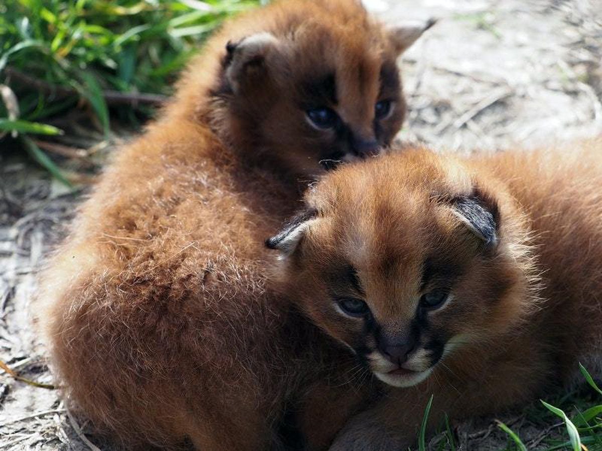 African wild cat kittens born at Devon zoo | Shropshire Star