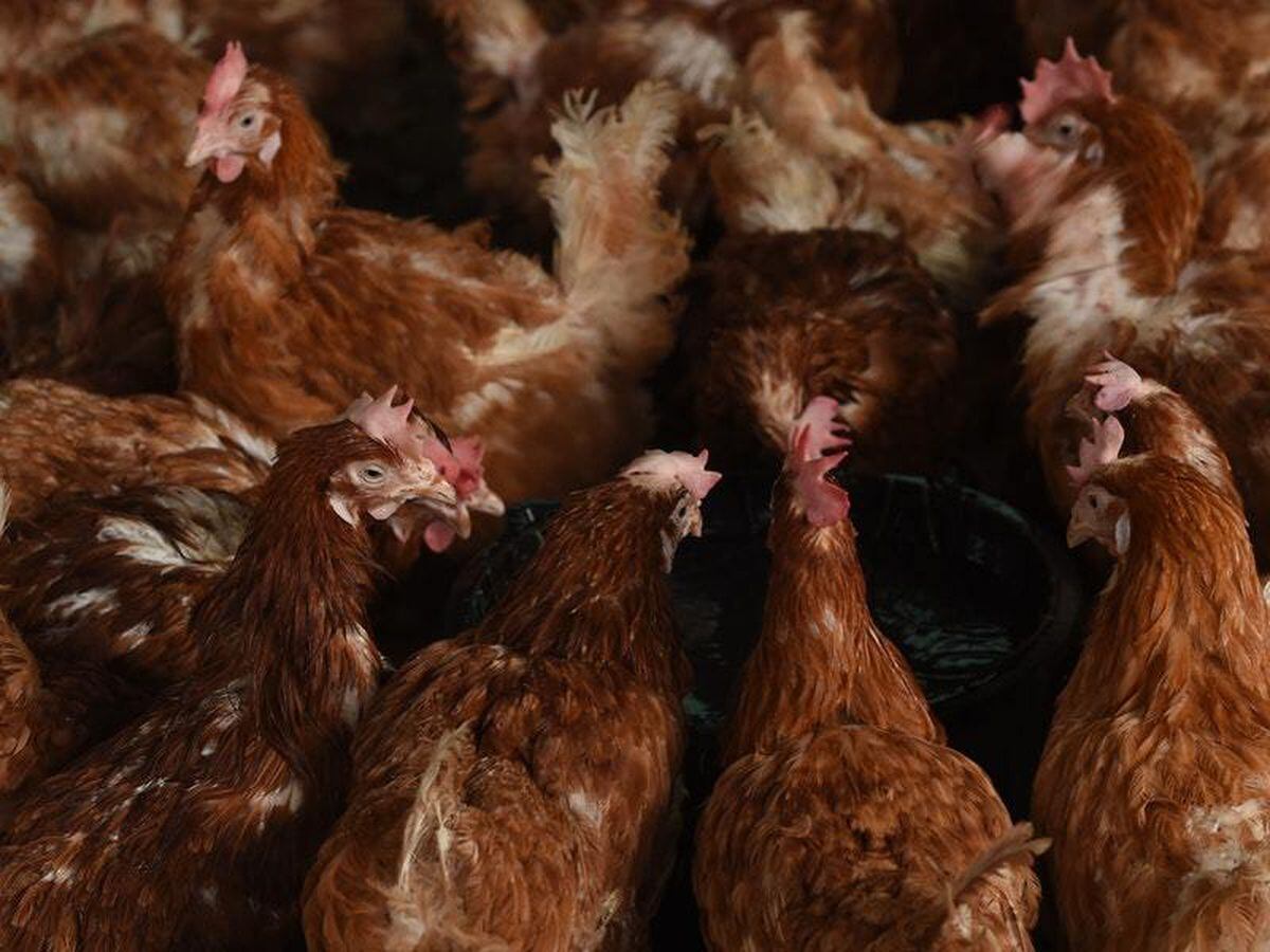 Farmers on bird flu alert but poultry chiefs say Christmas ...