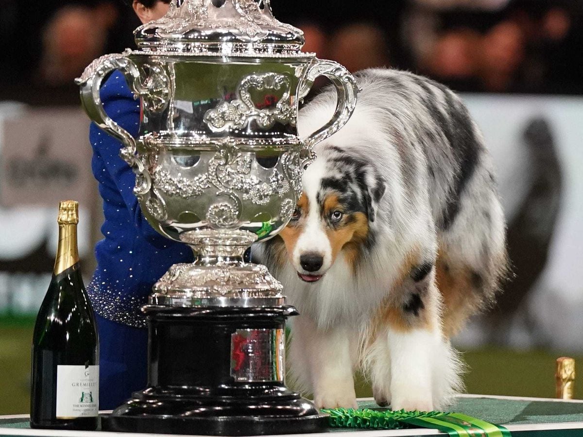 Australian shepherd best sale westminster dog show