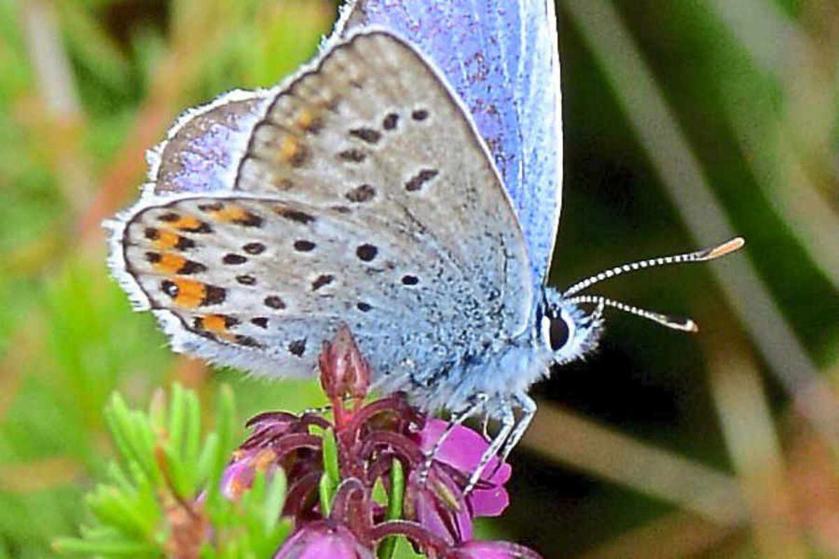 Rare Butterfly Species Uk