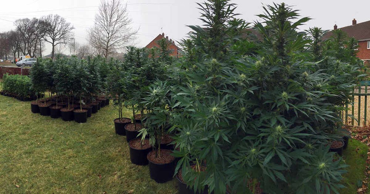 Huge Haul Two Men Arrested After Hundreds Of Cannabis Plants Seized At Shrewsbury House 9175