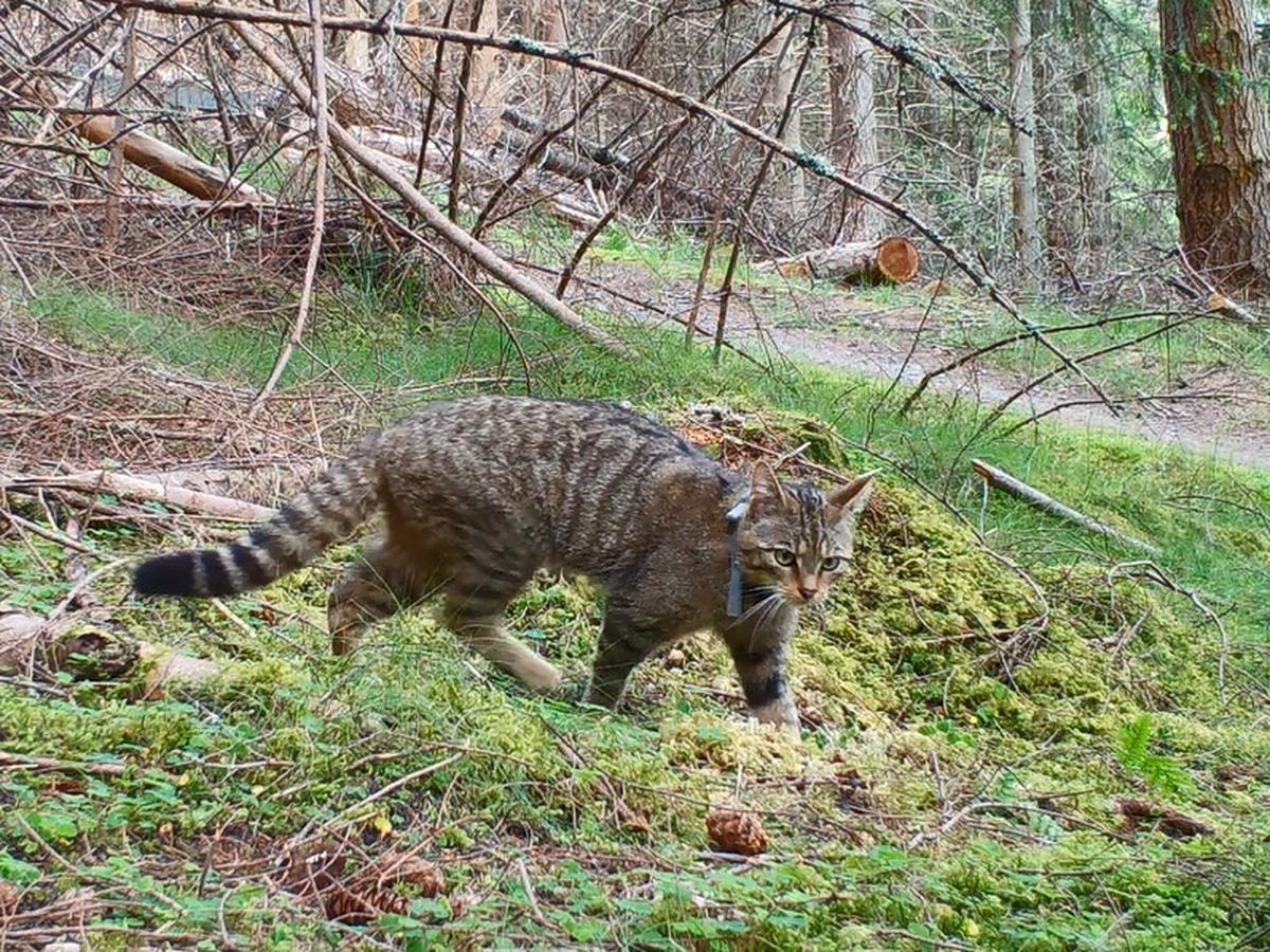 Wildcats could be released in England for first time in hundreds of years, Wildlife