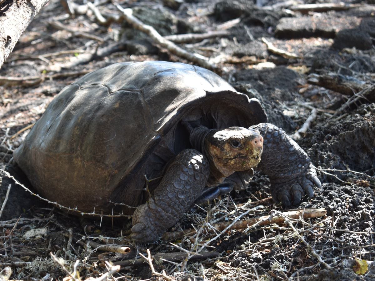 Meet Fernanda the giant tortoise from a species believed extinct a ...