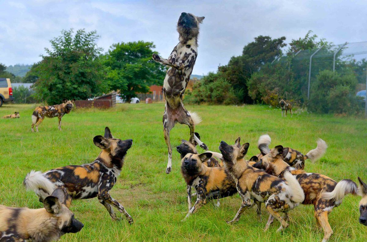 are dogs allowed at west midlands safari park