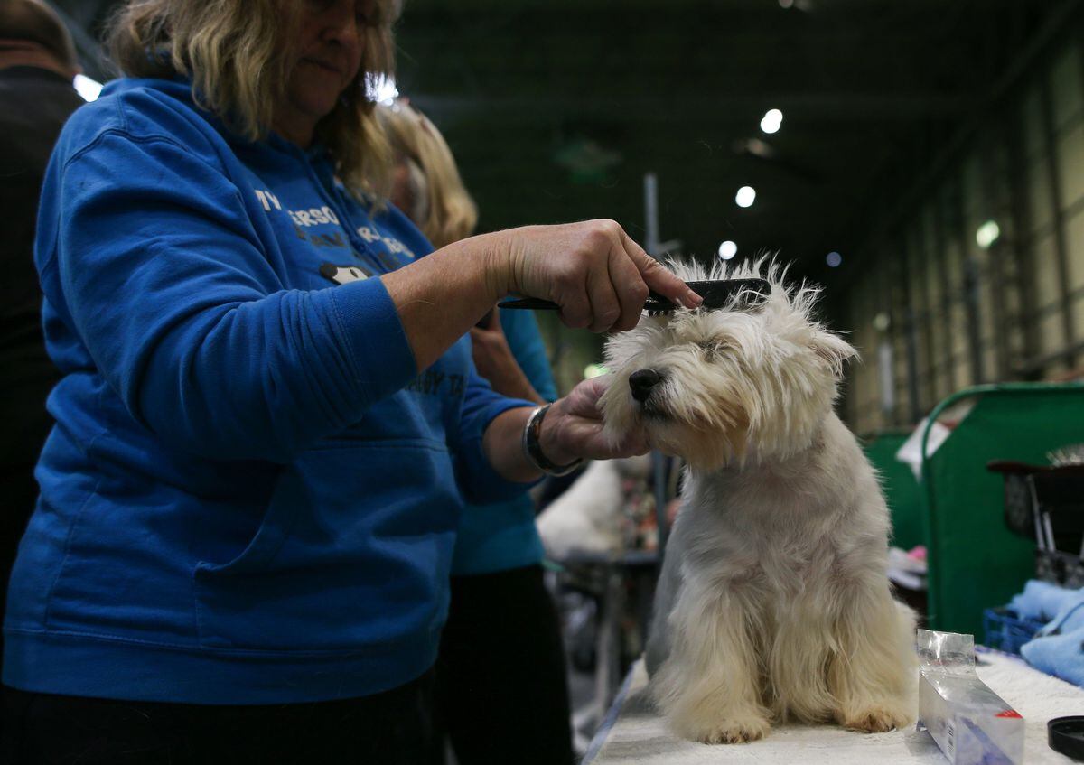 Crufts 2019 Highlights of day three at Birmingham NEC Shropshire Star