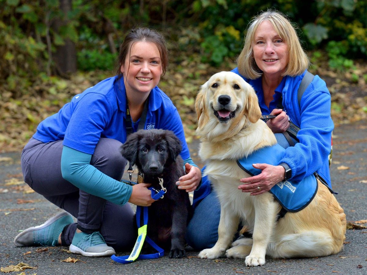 Becoming a guide dog 2024 trainer