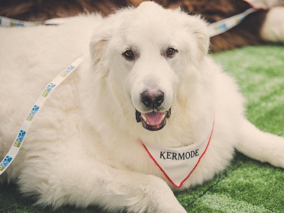 do therapy dogs fly free