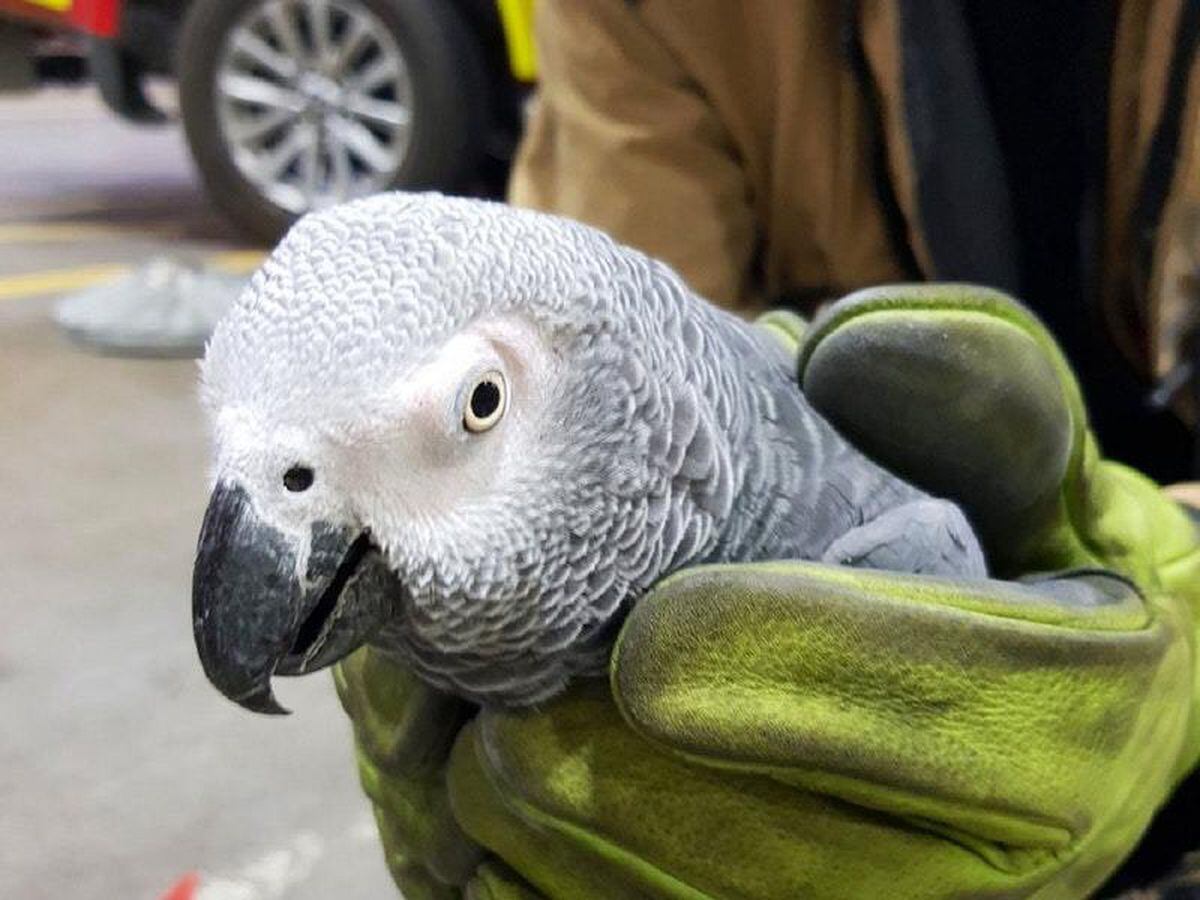 Parrot with owner