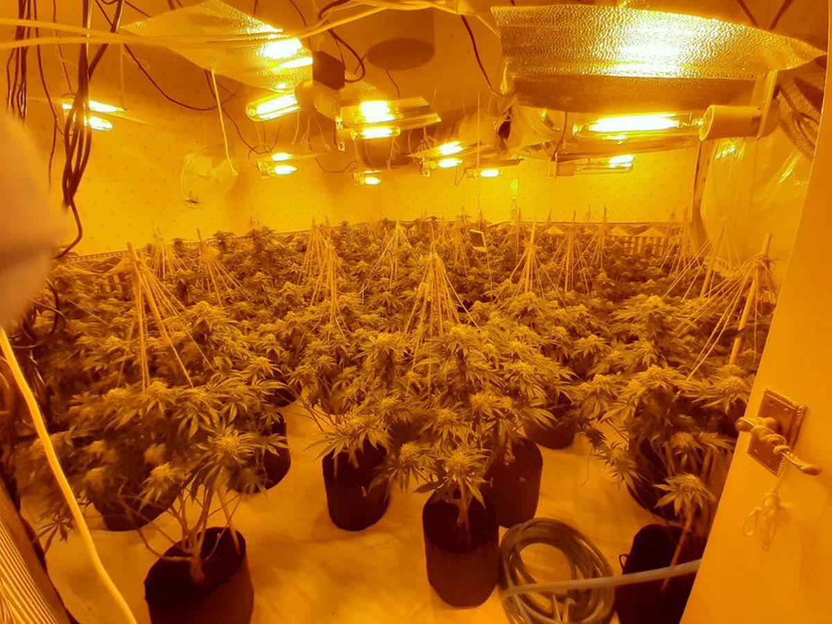 Dozens Of Cannabis Plants Seized In Telford Drugs Raid Shropshire Star 