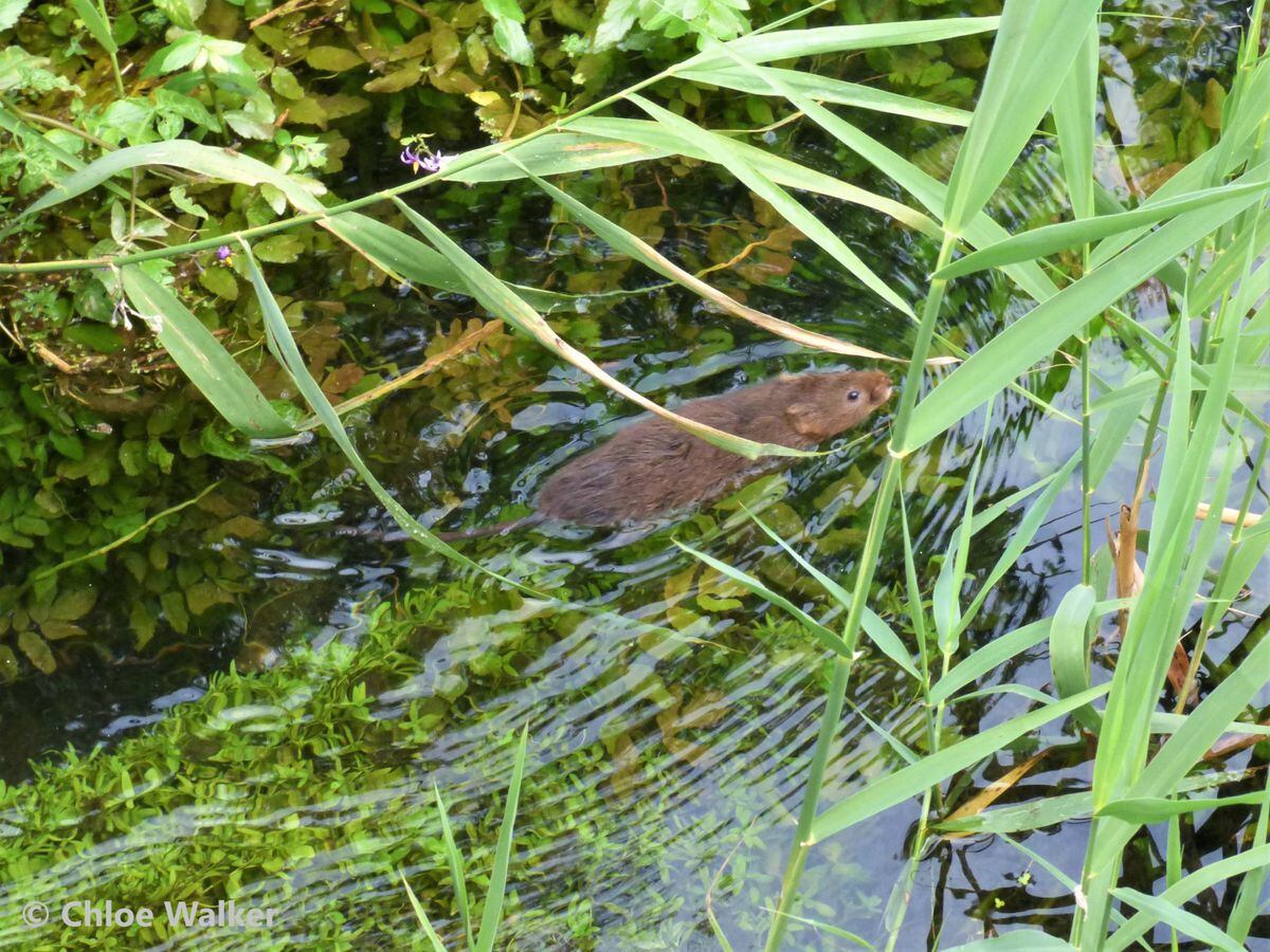 Most endangered mammal in Britain making a re-appearance in canal