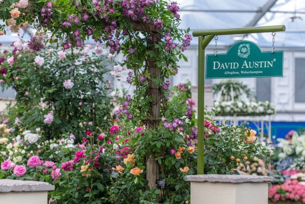 Gold medal for David Austin Roses at RHS Chelsea Flower Show