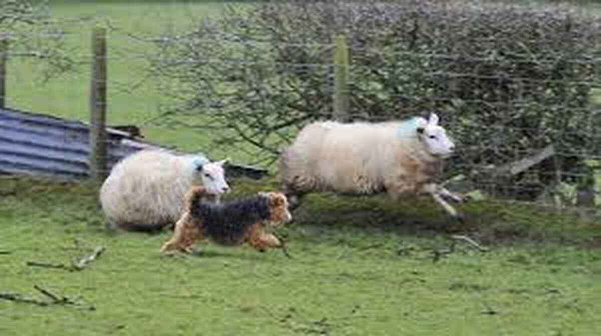 Just being chased by a dog can be a tragedy for ewes | Shropshire Star