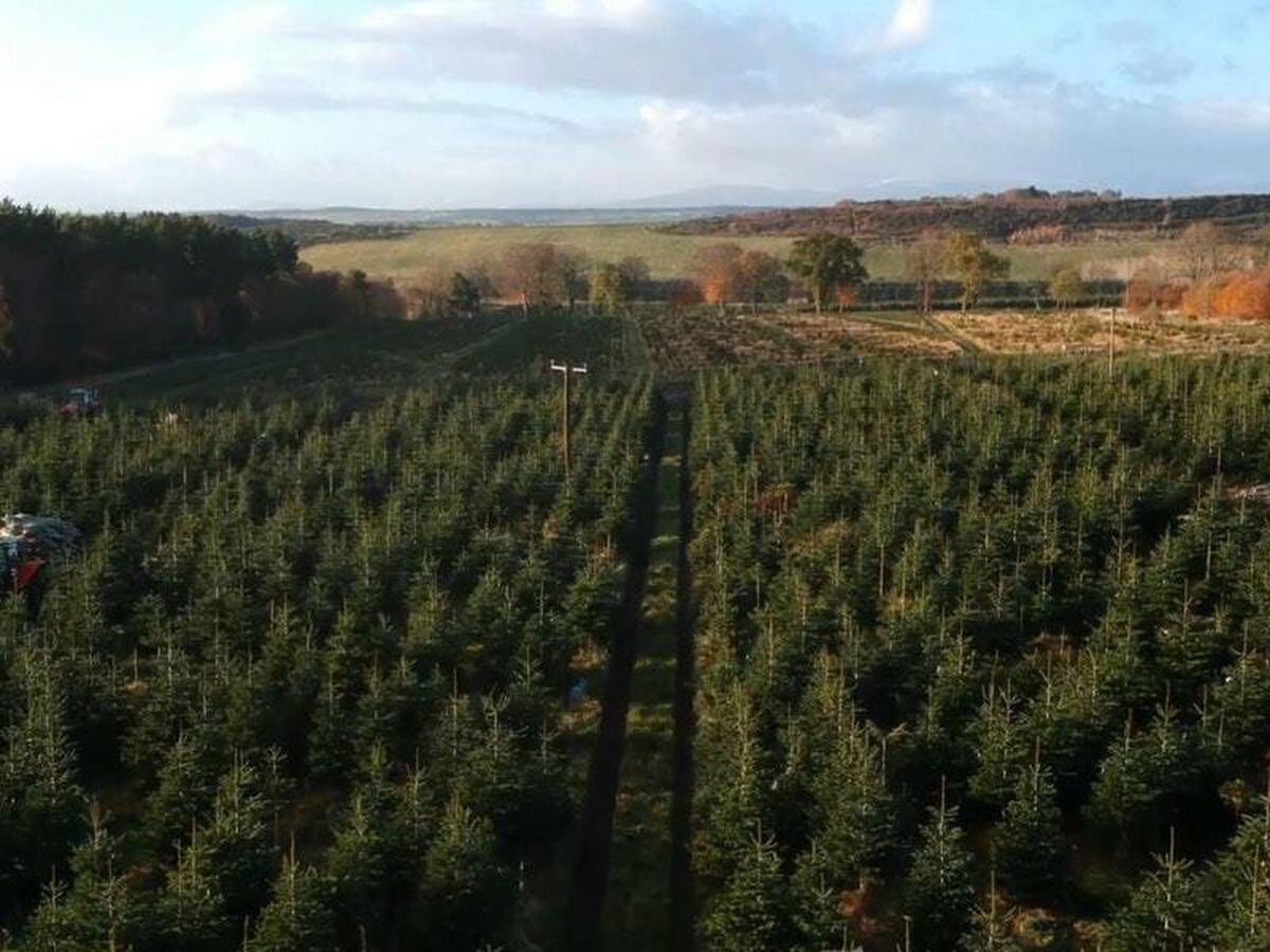 Drone footage shows millions of Christmas trees at UK’s biggest farm